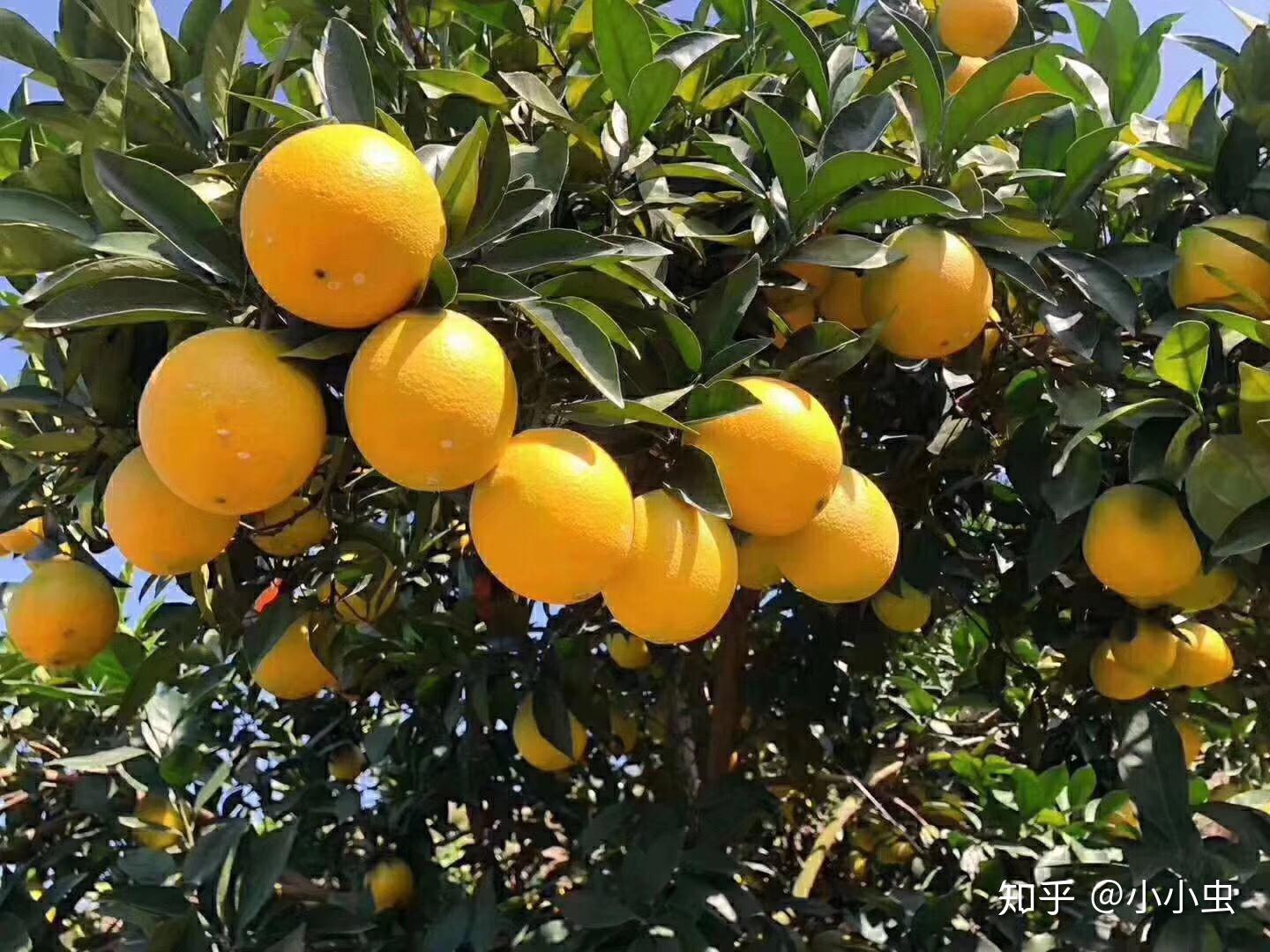 赣南脐橙上市季节，探寻鲜橙美味时光之旅