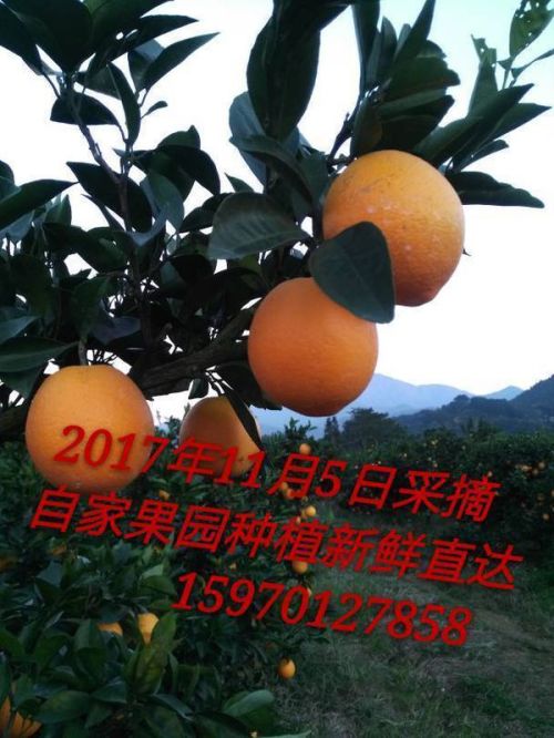 赣南脐橙，探寻未来上市时间的奥秘（预计2024年）