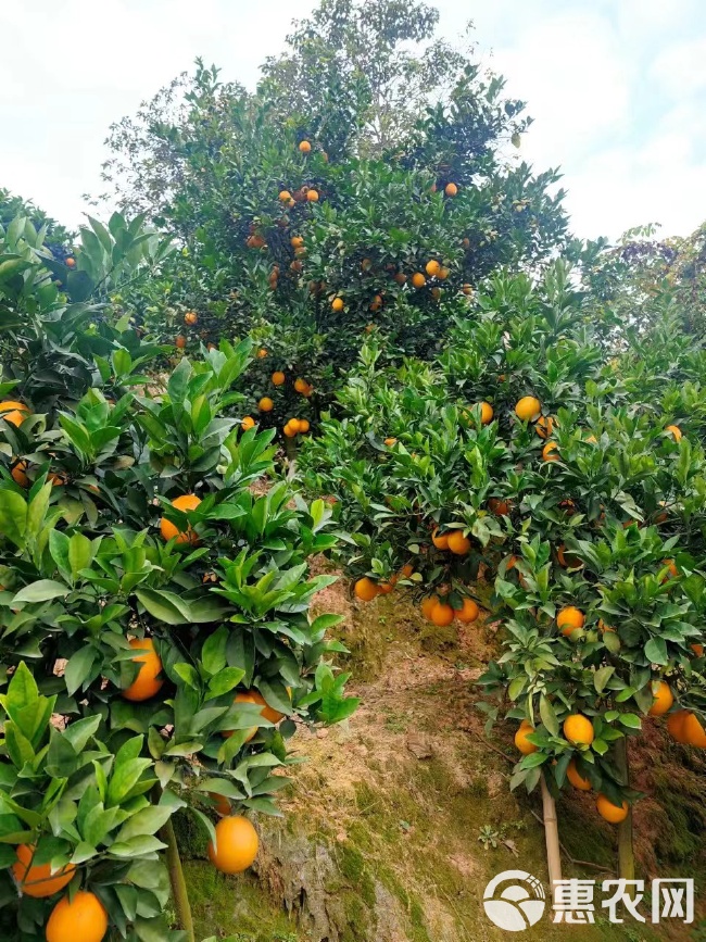 安远县橙子种植规模与产业深度探究