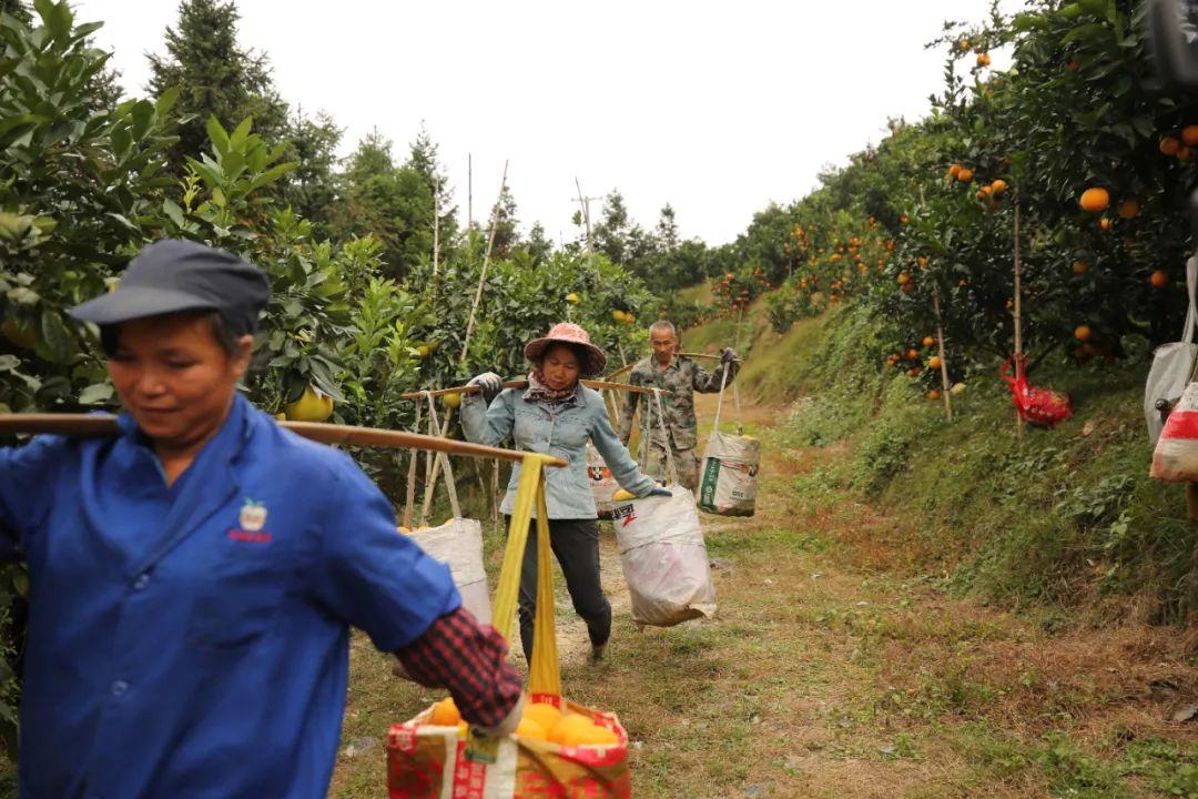 安远脐橙基地的规模与产业影响力