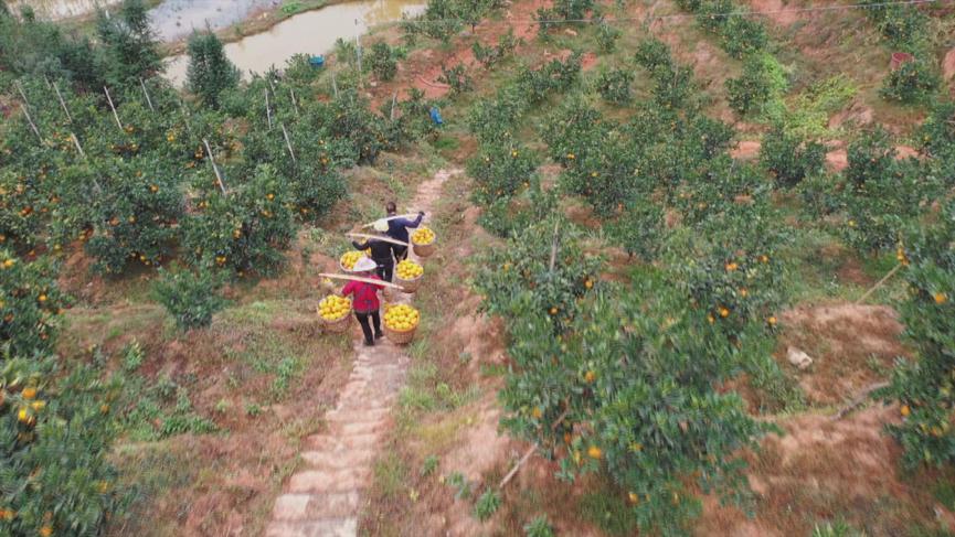 安远脐橙种植技术培训基地，果业新力量培育摇篮