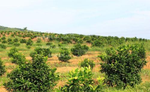 安远脐橙种植技术培训基地全景介绍