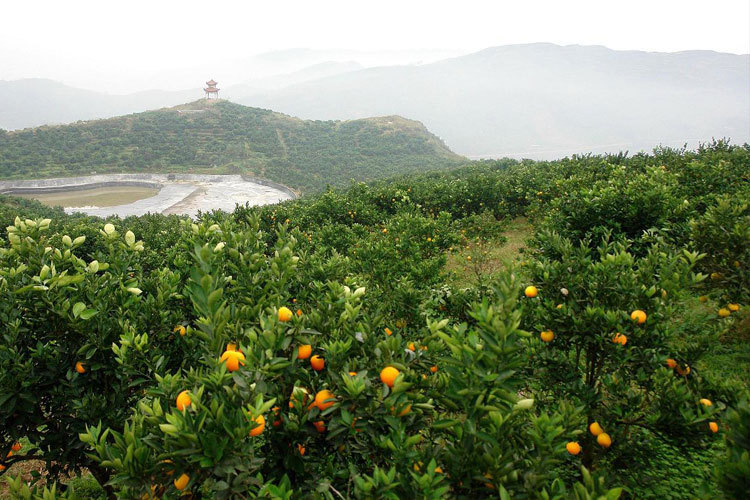 江西省赣南脐橙基地