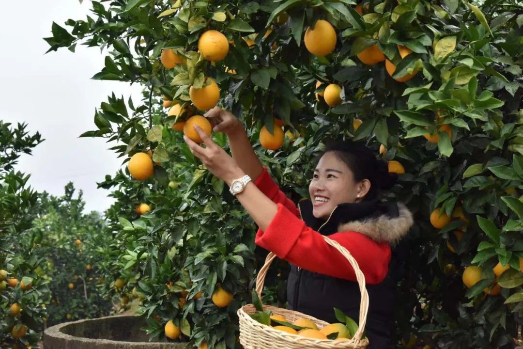 安远脐橙节，果香盛宴盛大开启