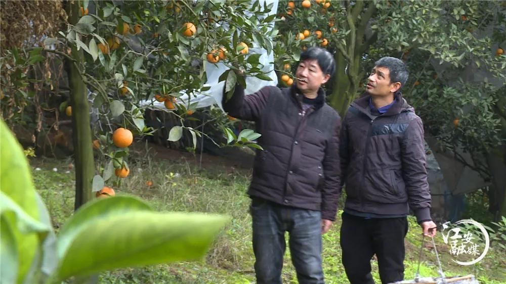 赣县脐橙，探寻上市季节的奥秘与美味之旅