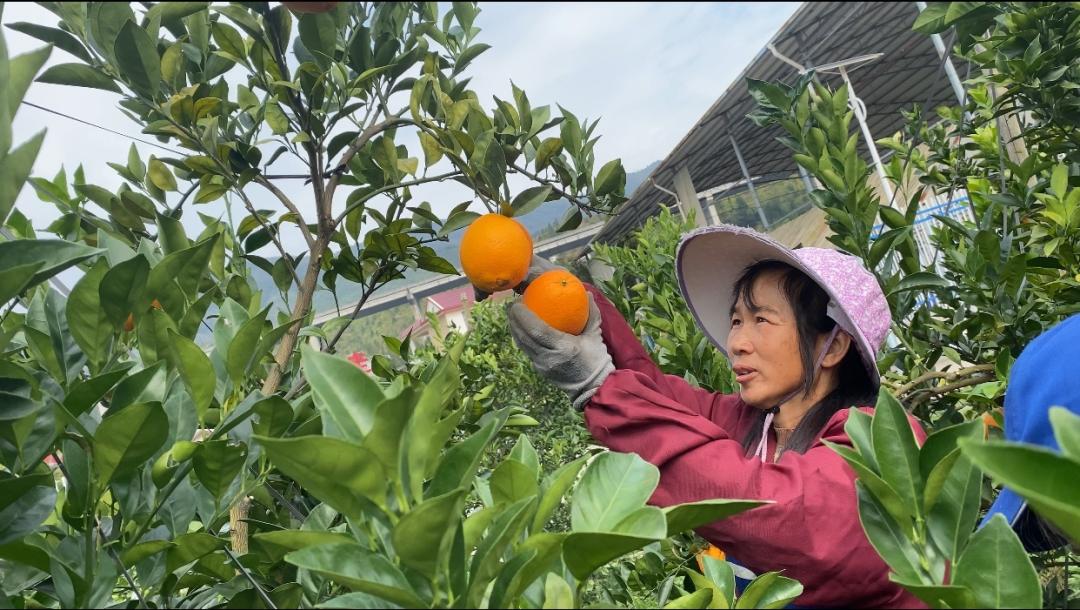 江西安远脐橙价格走势及市场影响因素分析