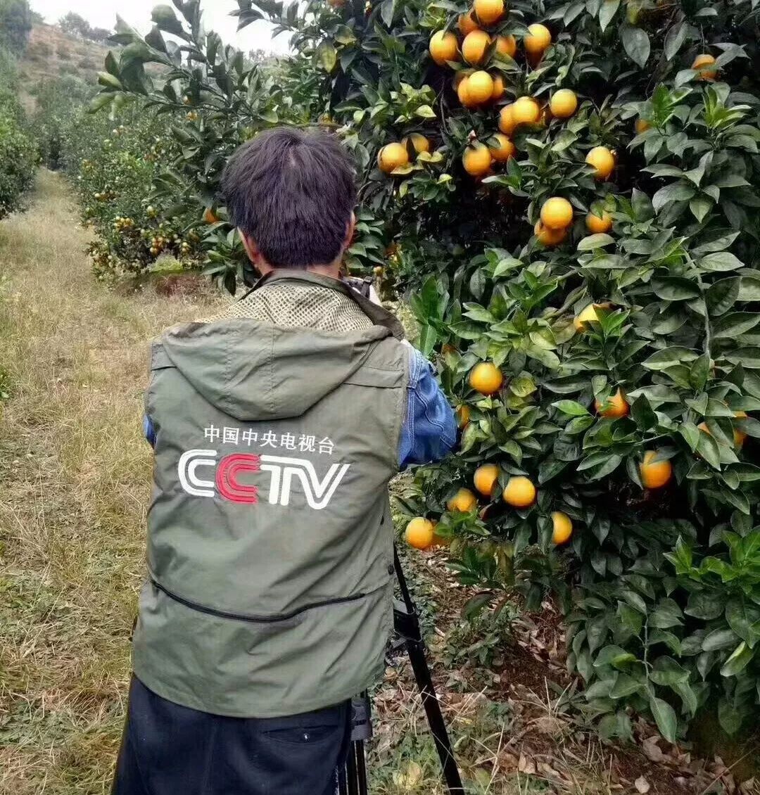 安远橙子种植，繁荣果实背后的故事