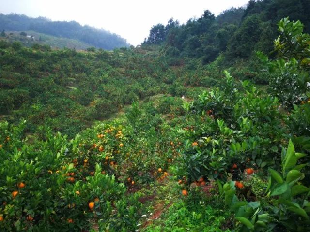 安远县脐橙基地的建设与发展概况