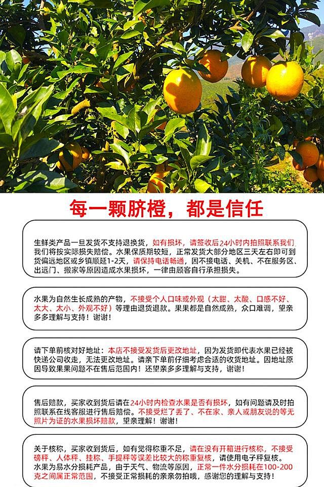 种脐橙的喜悦与感悟