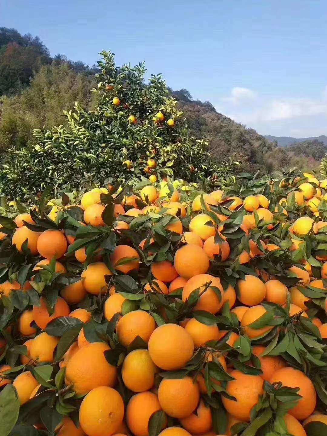 品味自然馈赠，尽享赣南脐橙盛宴