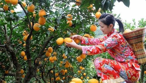 赣南脐橙，季节与美味的邂逅上市时光