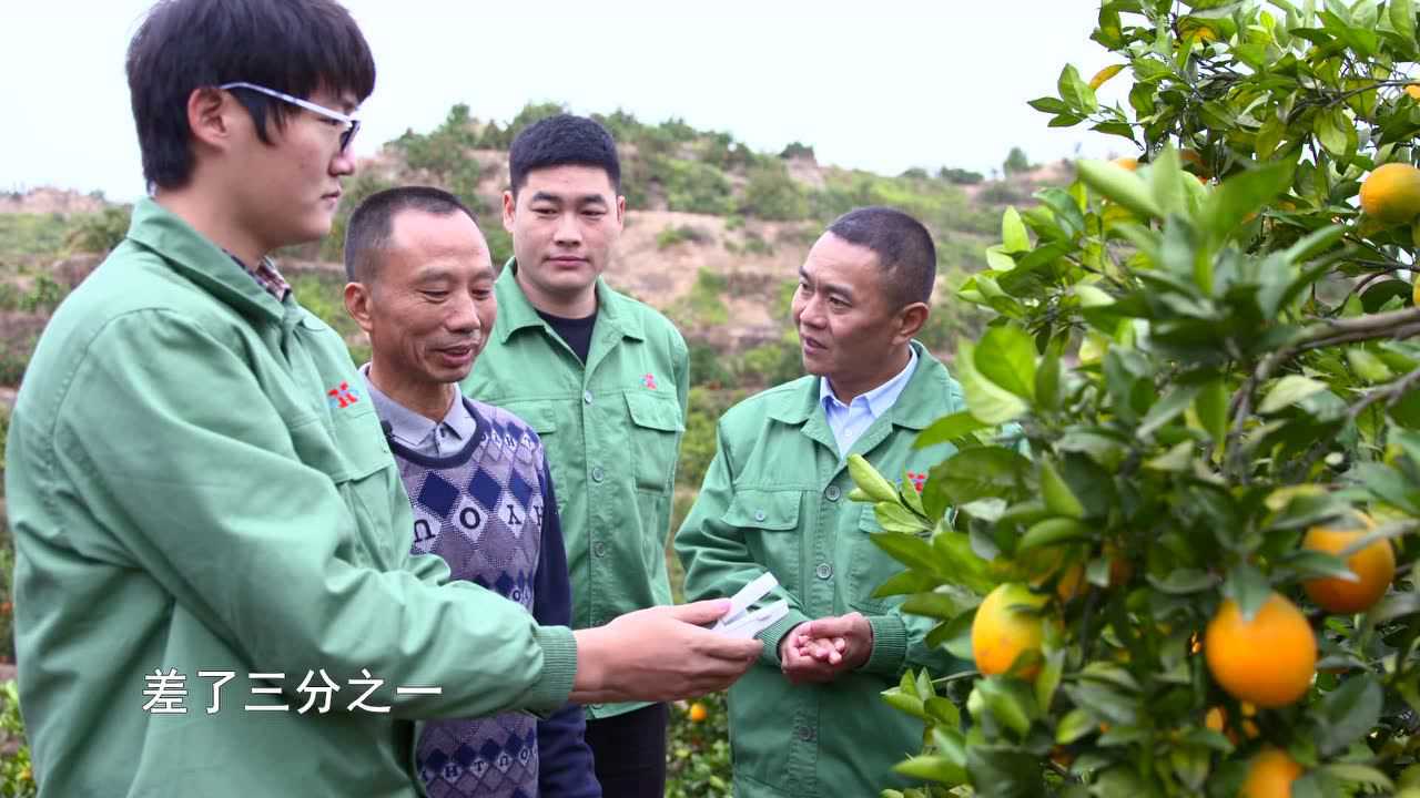 赣南脐橙生长之旅，探寻橙子的生产过程视频