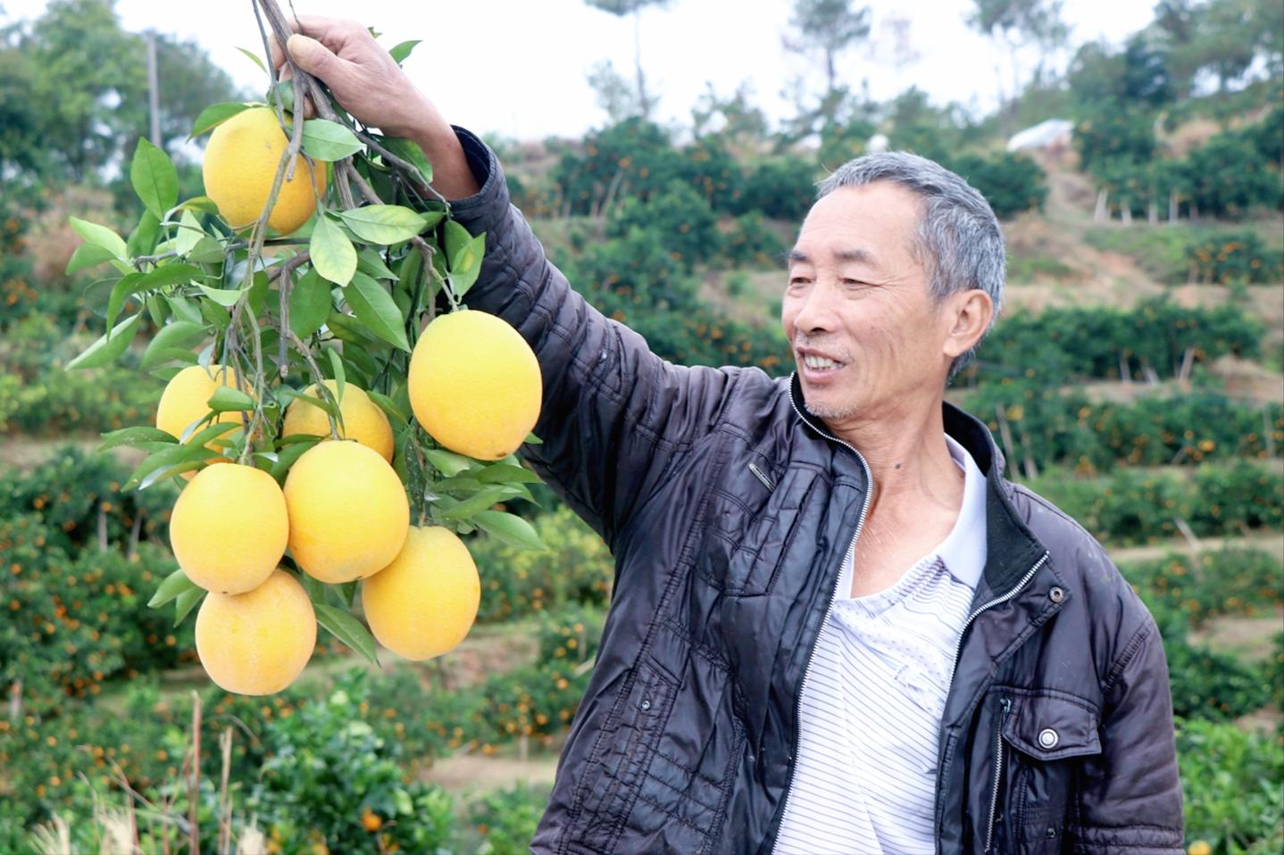 褚氏赣南脐橙种植秘诀