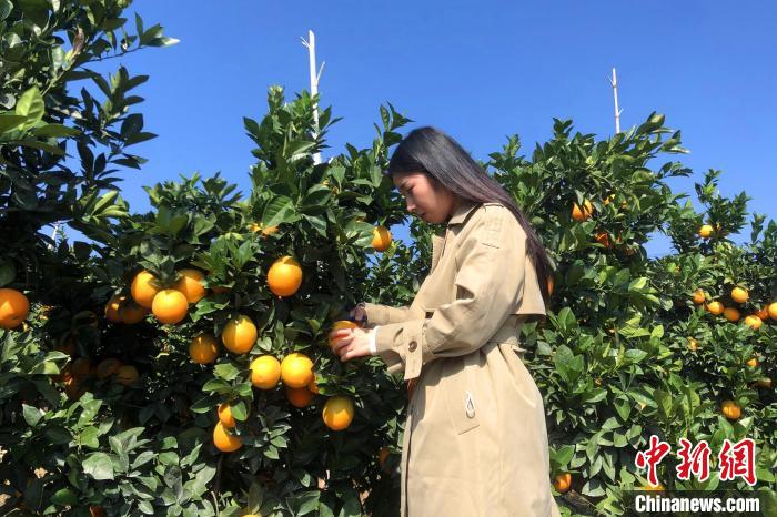 赣南脐橙种植业蓬勃发展，2021年种植业的繁荣景象