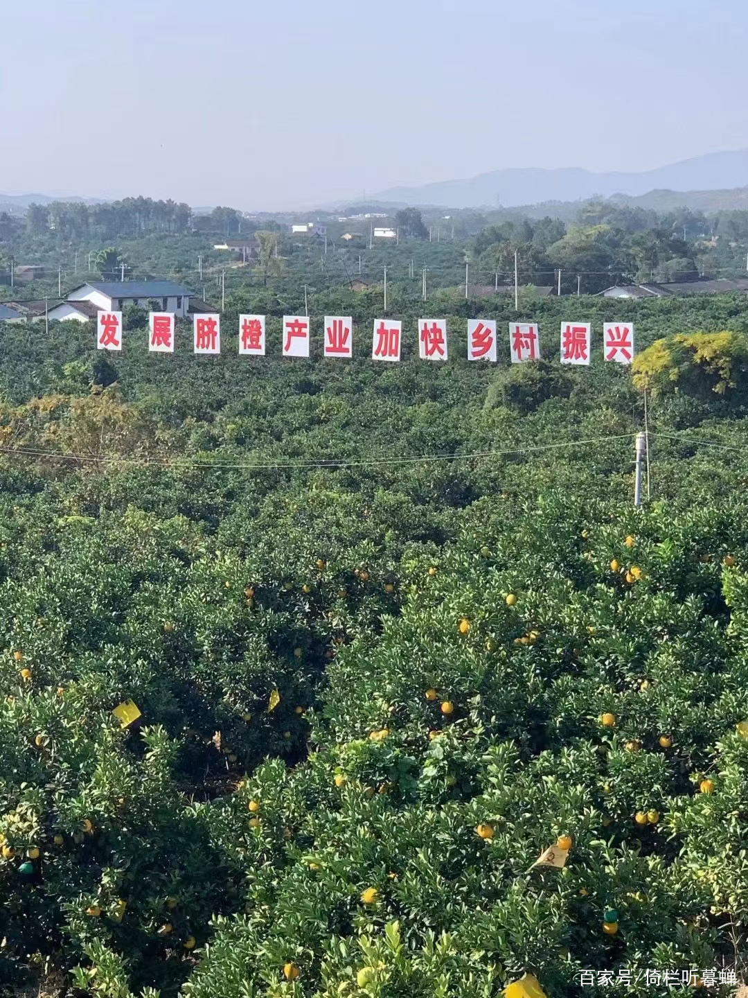 中国脐橙之乡赣州赣南脐橙基地探寻之旅