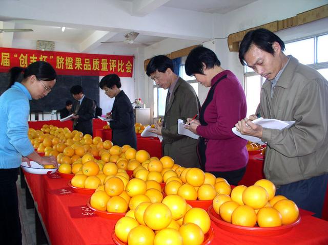 赣州市赣南脐橙协会，引领产业铸就辉煌脐橙梦