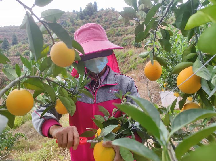 赣南脐橙农产品基地，中国橙乡的宝藏探秘