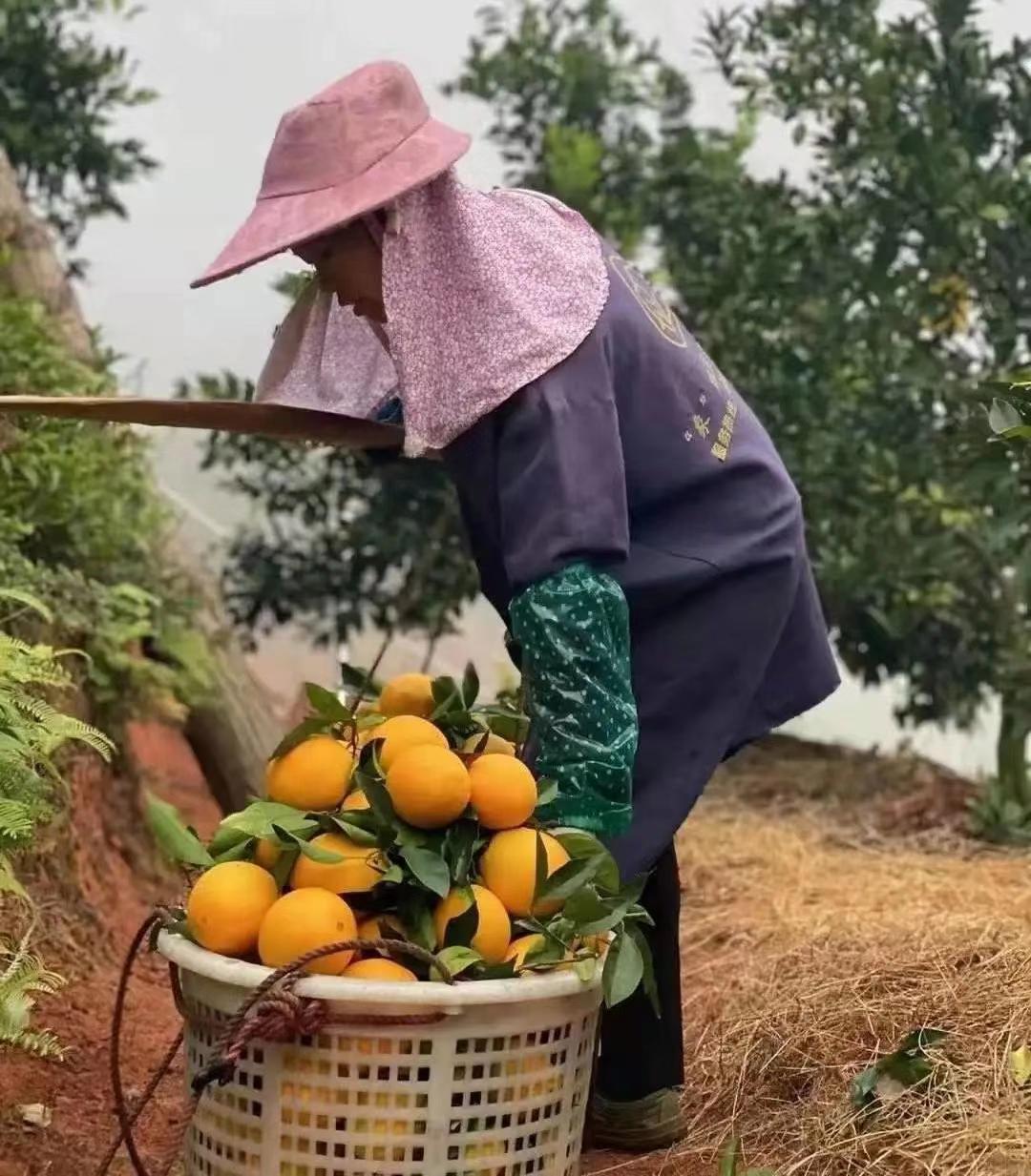 赣南脐橙品质下滑原因分析与改善措施探讨，味道不再独特的现象分析