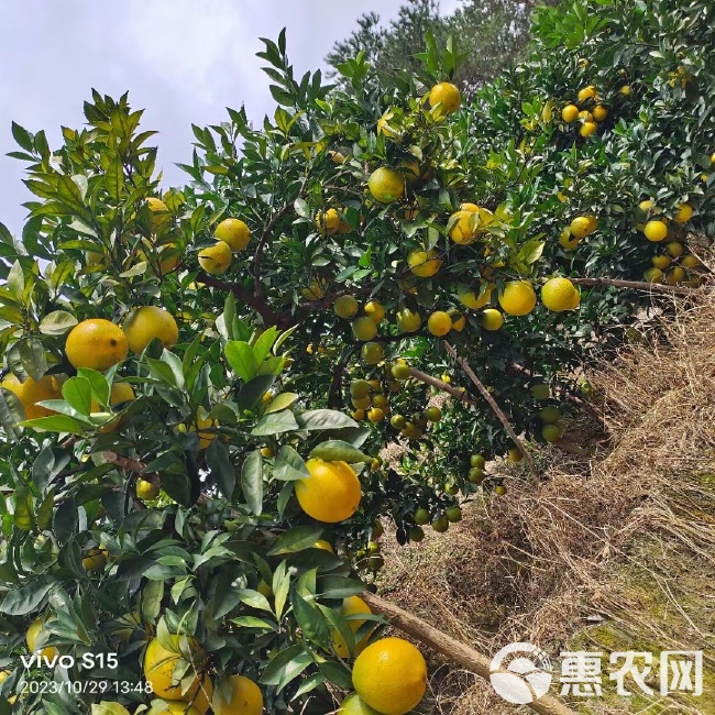 探访中国优质脐橙源头——安远县赣南脐橙基地联系电话揭秘