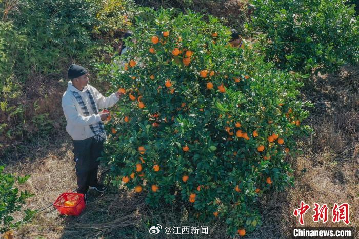 赣南脐橙农户的种植故事，勤劳与希望的见证