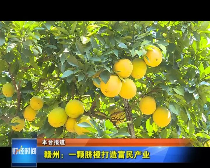 赣南脐橙种植前景分析，种植赣南脐橙是否有前景？