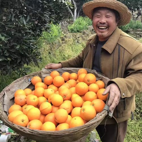 赣南脐橙价格表与市场影响力揭秘