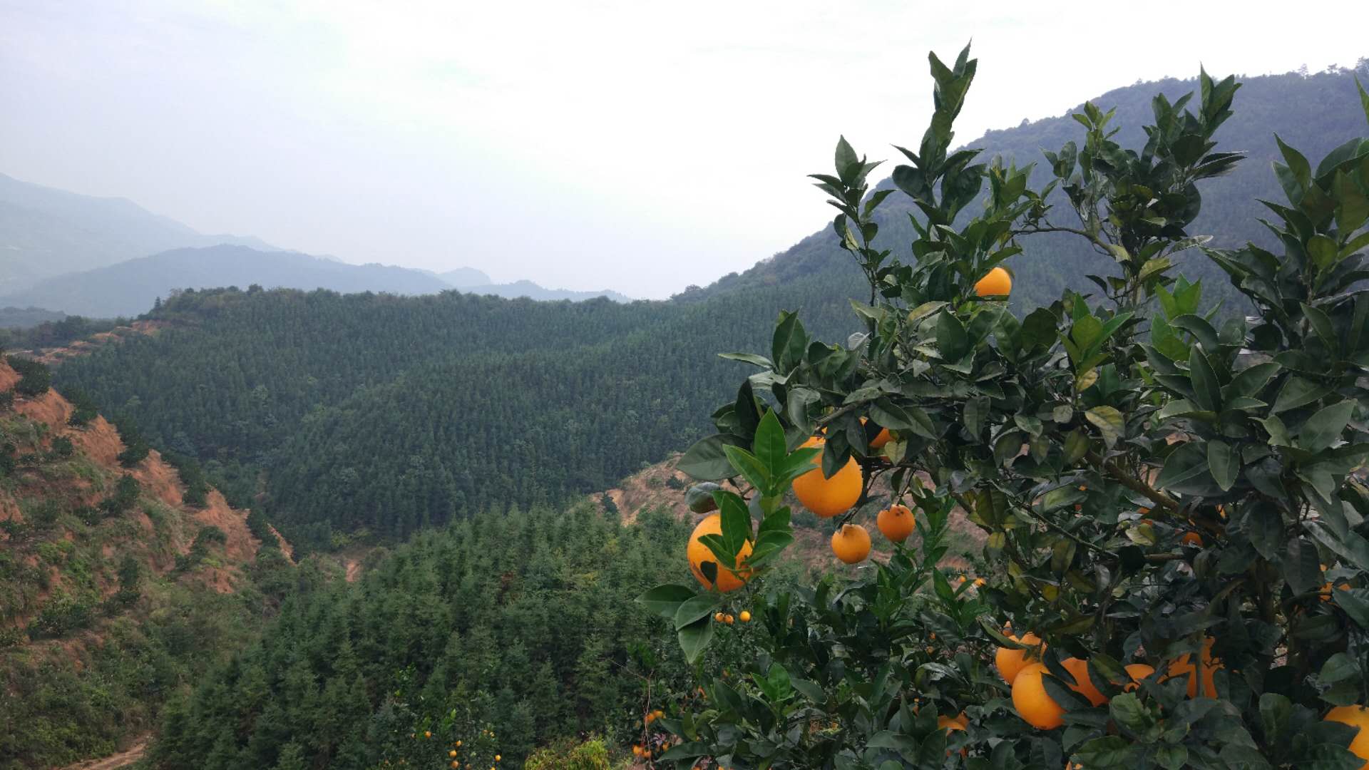 安远深山脐橙种植，独特农业生态之旅体验