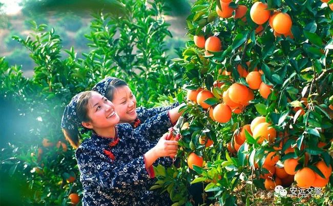 安远脐橙产量，繁荣果实展现经济活力