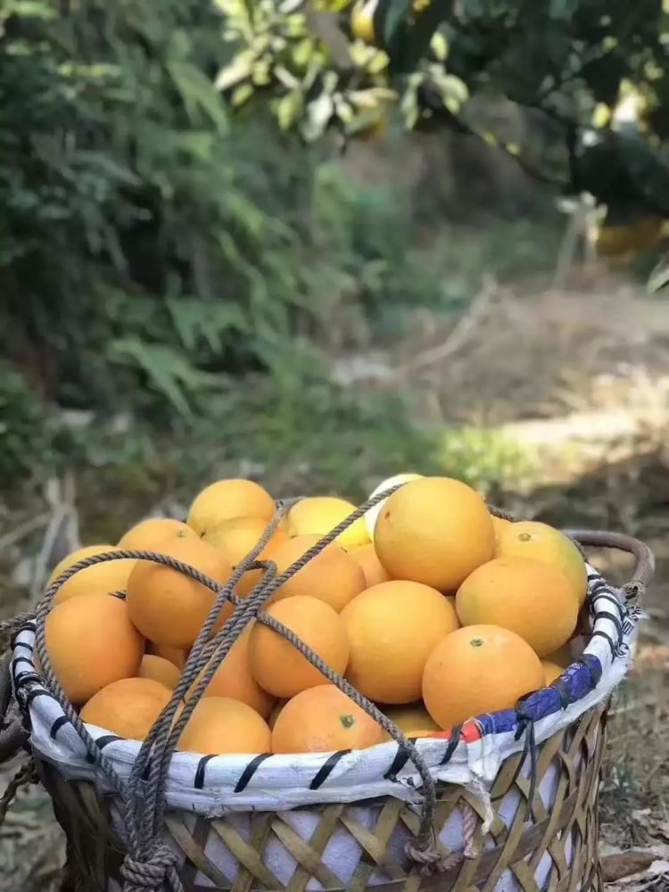 安远橙子美味之旅，品味季节的甘甜甜蜜之旅