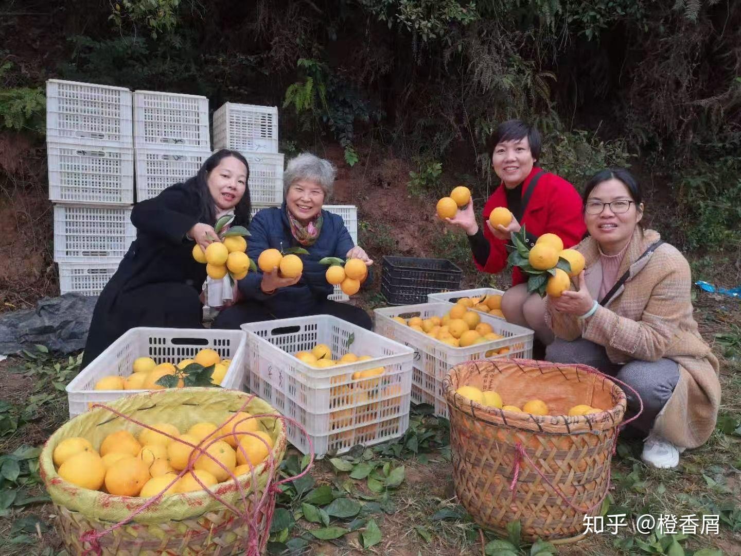 赣南脐橙市场价格波动与趋势解析