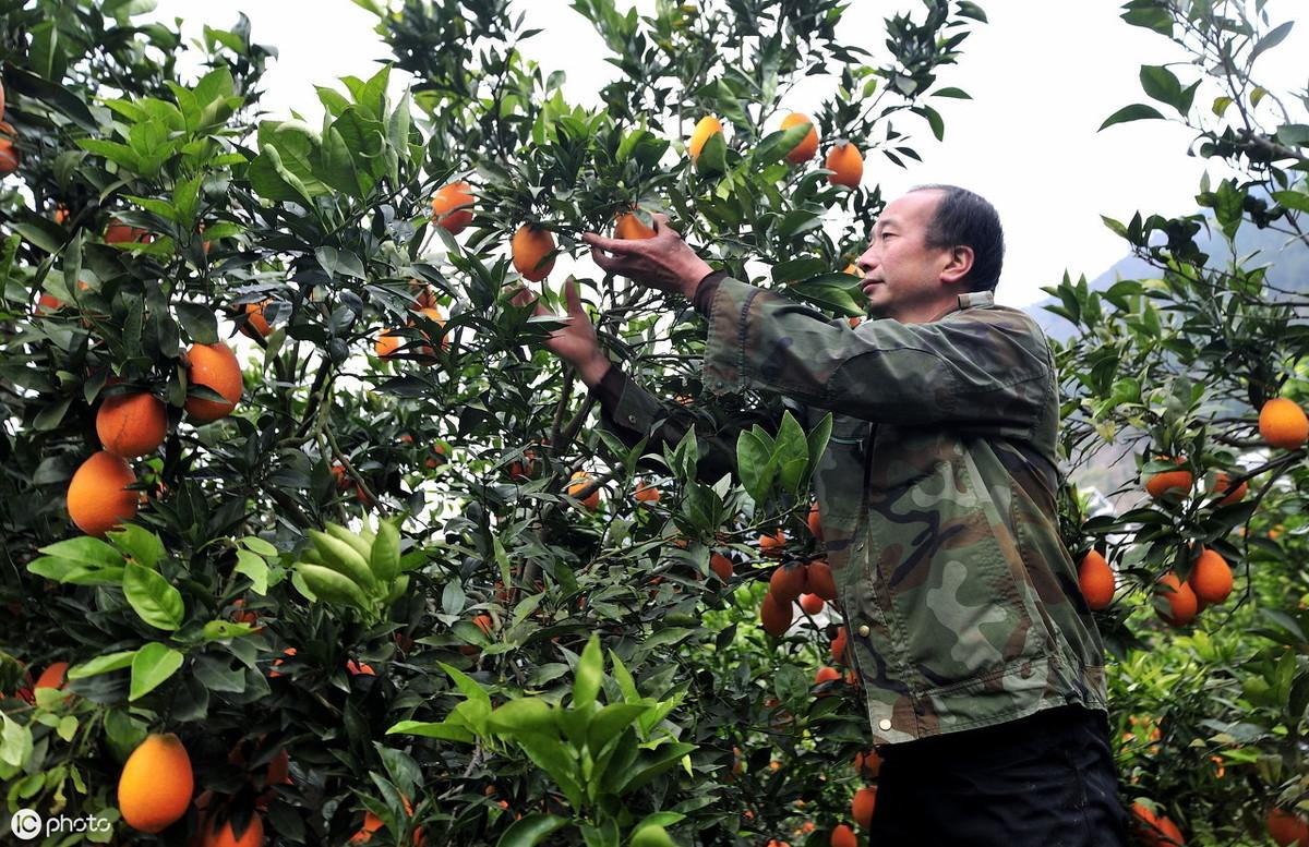 赣南脐橙，探寻2020年上市新季的奥秘