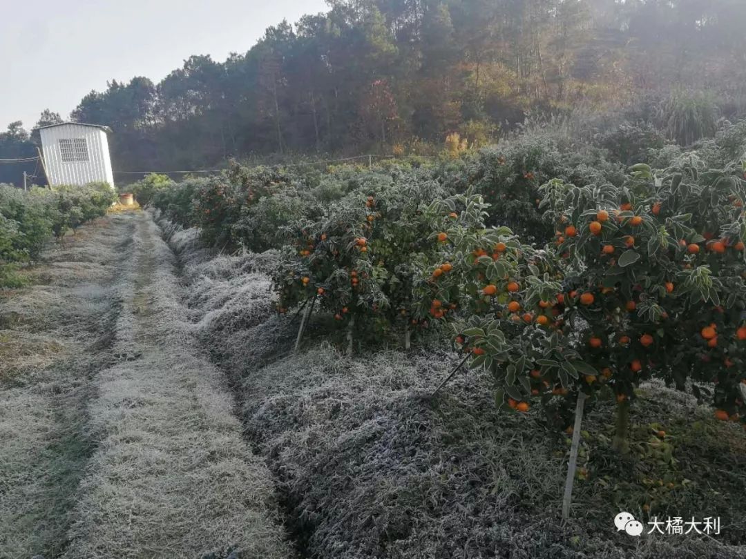 赣南脐橙遭遇冻害，应对与反思之道