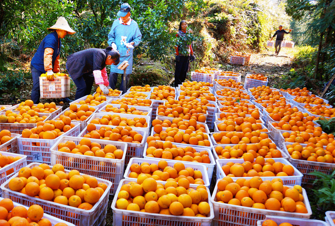 赣南脐橙采摘季节探秘，今年的最佳采摘时刻来临