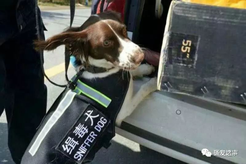 警犬因工作环境过重失去年终奖，工作与生活的微妙平衡挑战